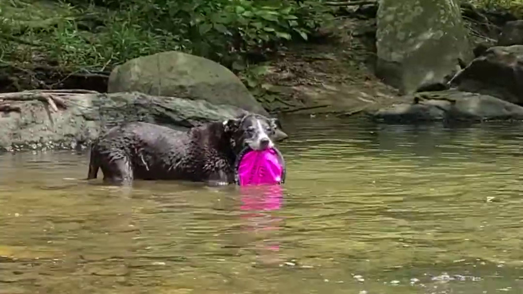 Frisbee Diving